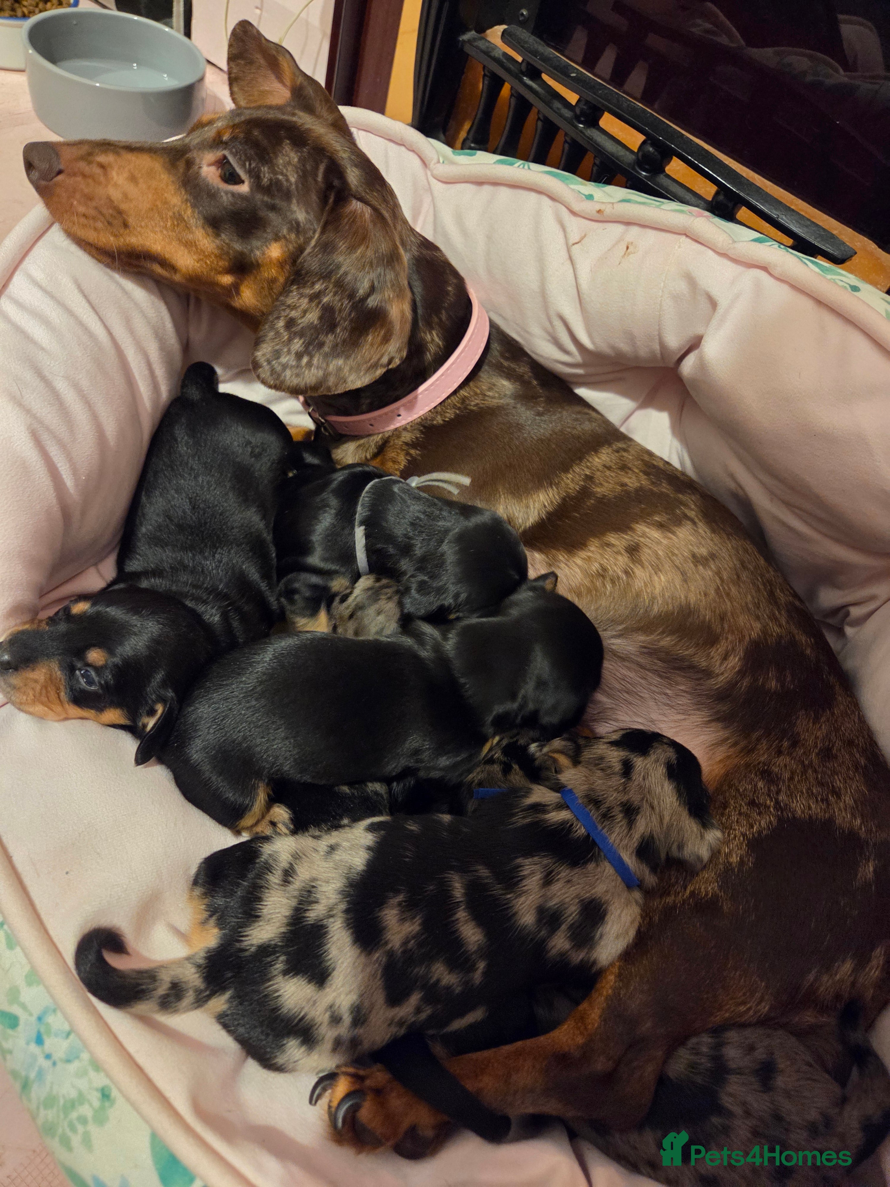 Dachshund dogs ❤️ 5 Little Sausages ❤️ - Advert 2