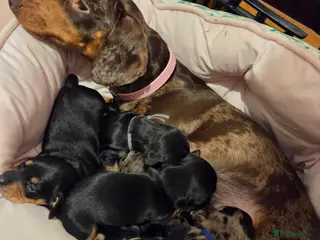 Dachshund dogs ❤️ 5 Little Sausages ❤️ - Advert 2