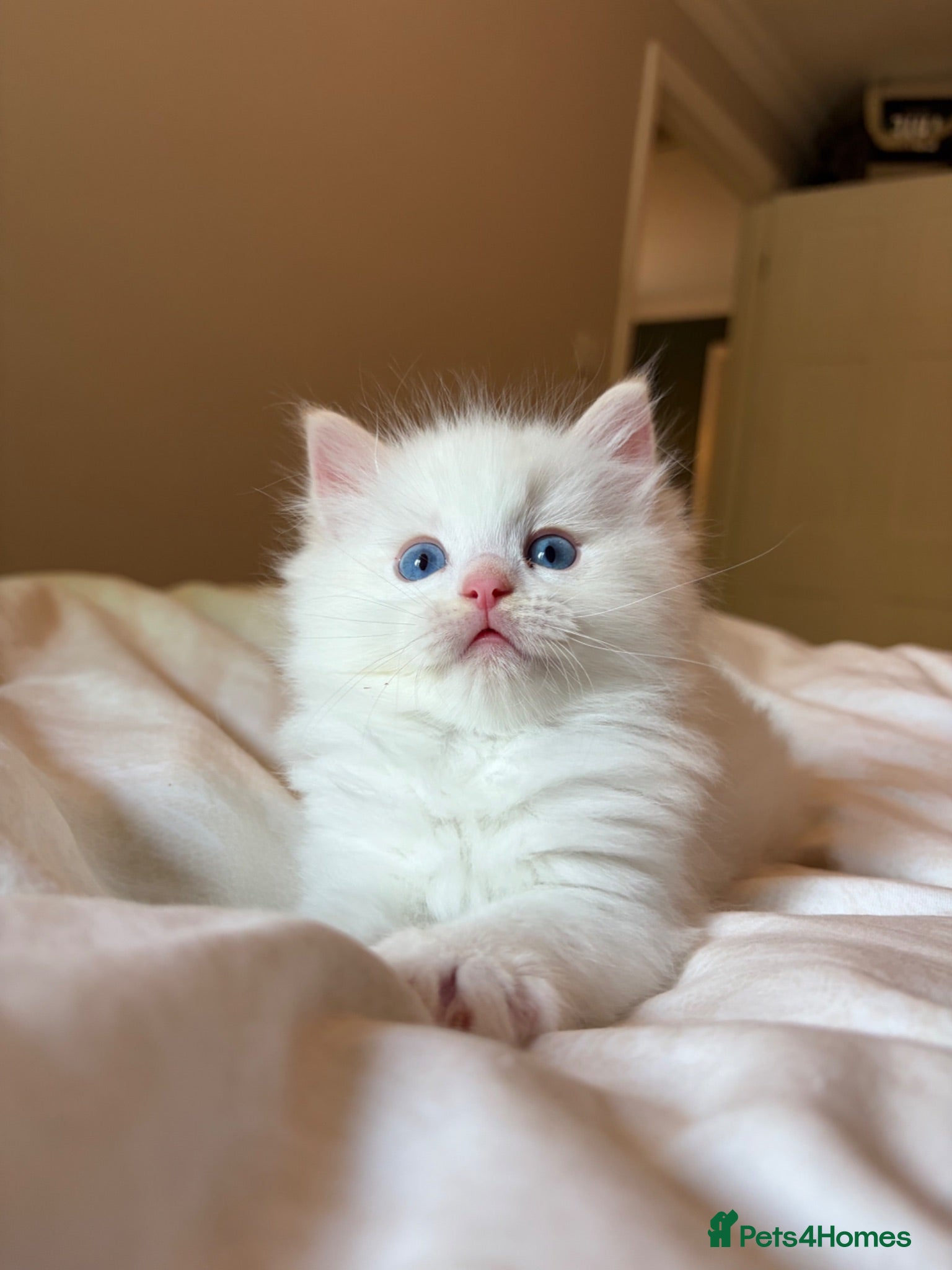 Ragdoll cats TICA Flame 🔥 Ragdoll Boy - Purr Machine! - Advert 9