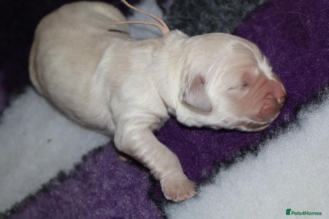 Golden Retriever dogs for sale: Health tested cream Golden Retriever pups - Advert 7