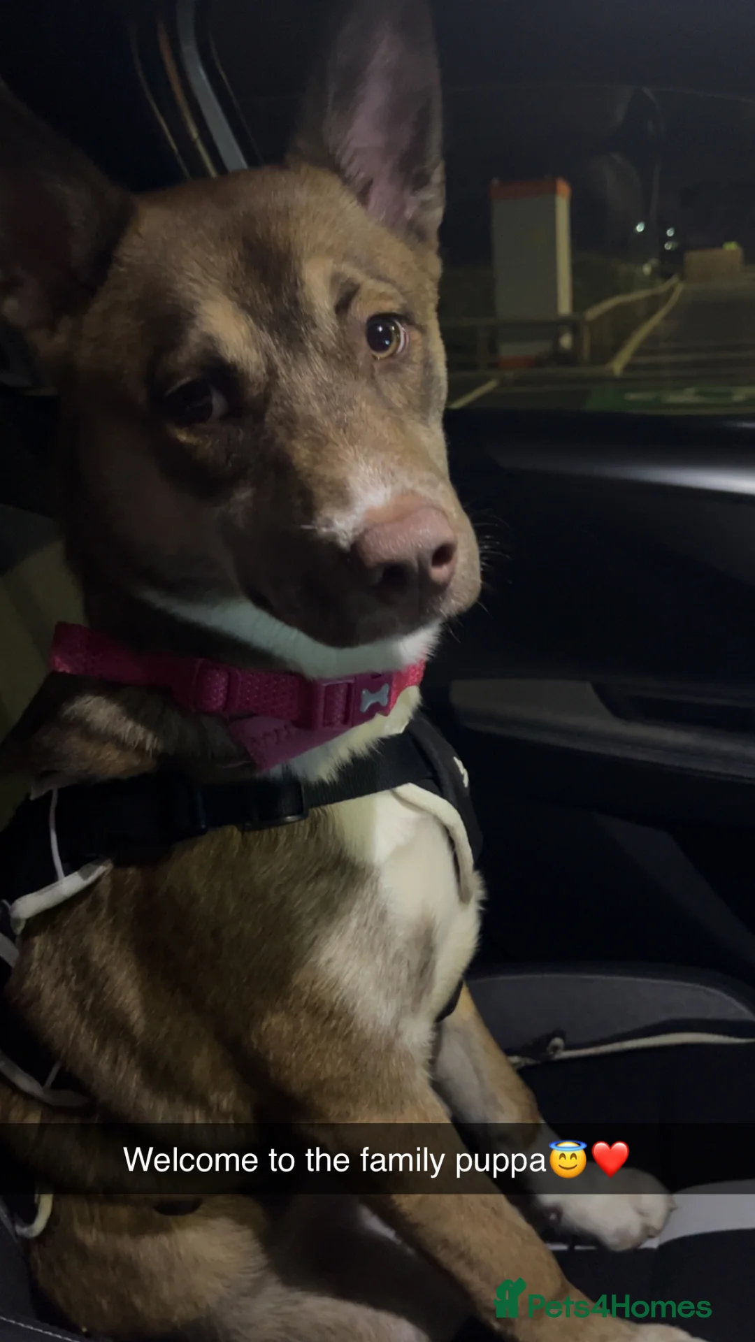 Mixed Breed dogs for sale: Siberian husky x American bulldog in Leicester - Advert 2