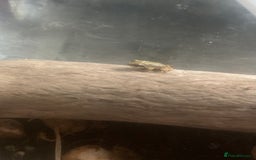 Frog reptiles for sale: Frog for sale  - Image 10