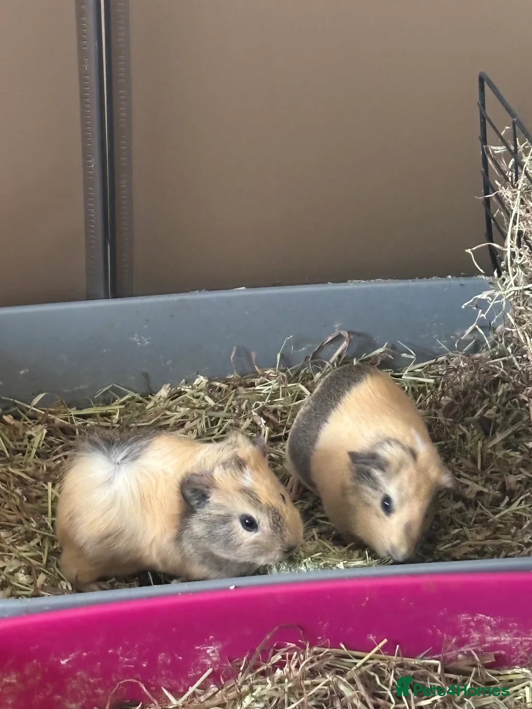 Guinea Pig rodents for sale: 4 female guinea pigs with cage  - Advert 2