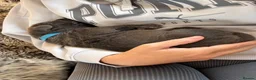 Neapolitan Mastiff dogs for sale: 2 Neapolitan mastiff puppies  - Advert 12