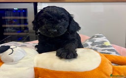 Cockapoo dogs for sale: Cockapoo vet checked ready to leave - Image 9