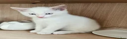 Mixed Breed cats for sale: Two adorable kittens ready for new home - Advert 1