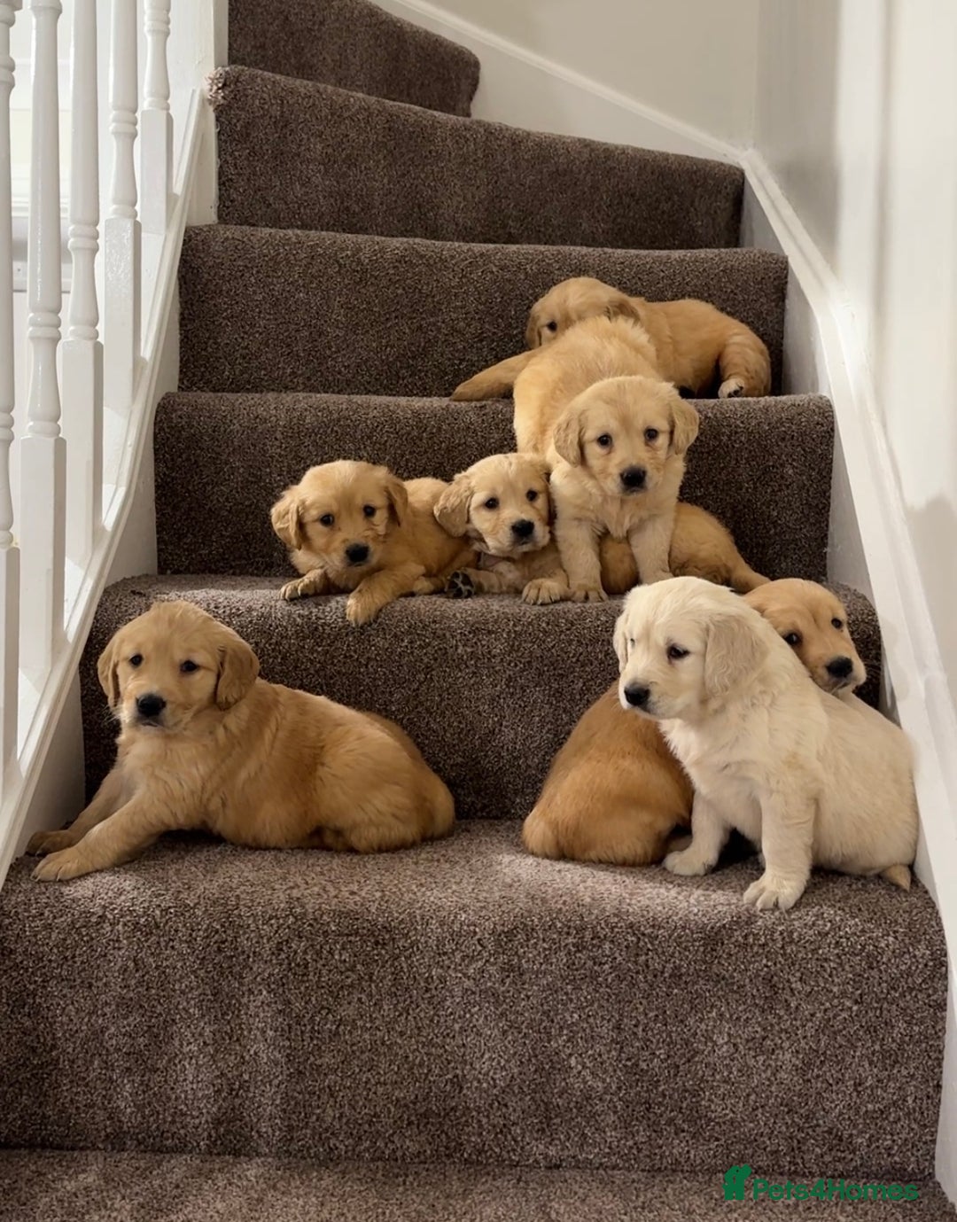 Golden Retriever dogs for sale: PEDIGREE HEALTH TESTED GOLDEN RETRIVER PUPPIES KC - Image 7
