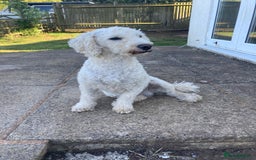Toy Poodle dogs for stud: HANDSOME TOY POODLE FOR STUD DUTIES - Image 4
