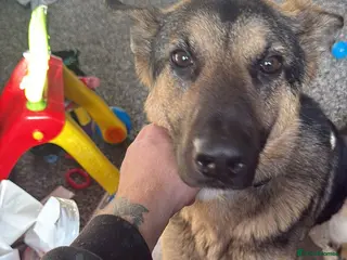 German Shepherd dogs Bluey needing an understanding home - Advert 1