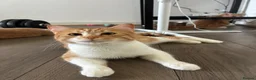 Mixed Breed cats for sale: 2 ginger brothers  - Advert 2