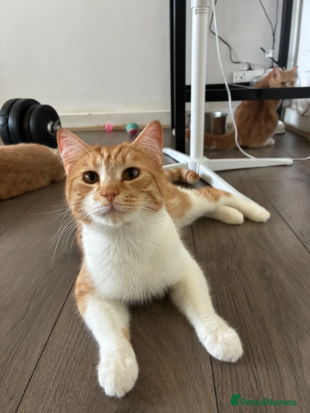 Mixed Breed cats for sale: 2 ginger brothers  - Advert 2