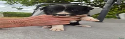 Border Collie dogs for sale: Border collie puppy 1 dog available  - Advert 4