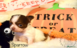 Chihuahua dogs for sale: Stunning chihuahua puppies - Image 4