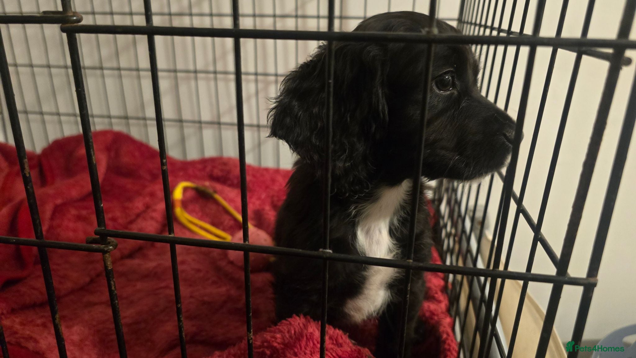 Cocker Spaniel dogs Last 2 boys available  - Advert 13