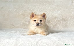Siberian Husky dogs for sale: Stunning exotic colour chowsky puppies for sale  - Image 32