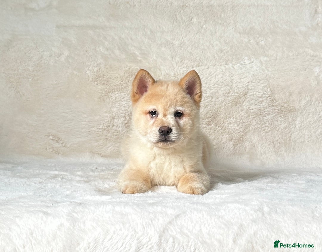 Siberian Husky dogs for sale: Stunning exotic colour chowsky puppies for sale  - Image 32