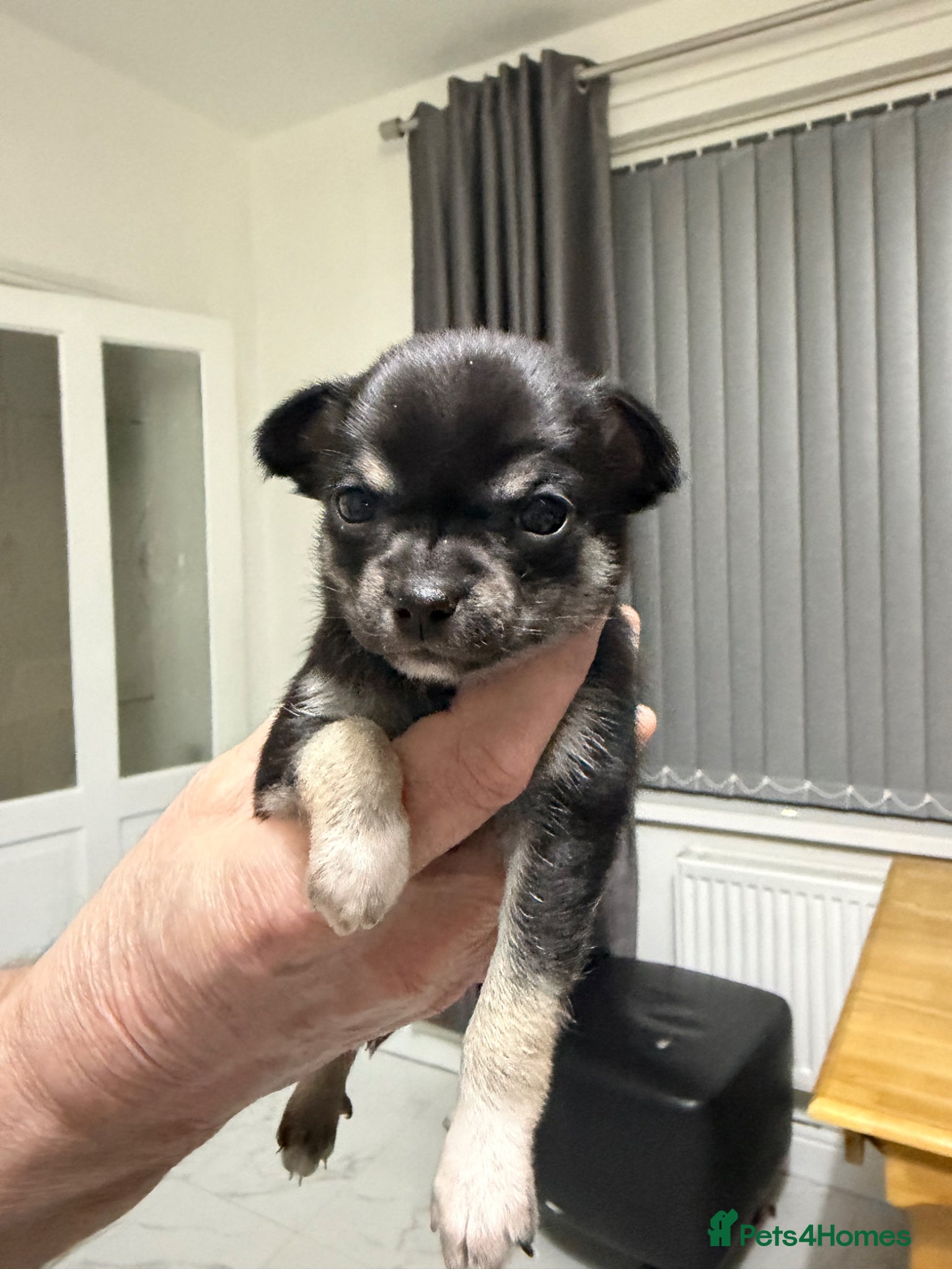 Chihuahua dogs One beautiful chihuahua puppy - Advert 5