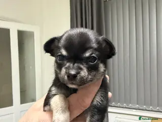 Chihuahua dogs One beautiful chihuahua puppy - Advert 5