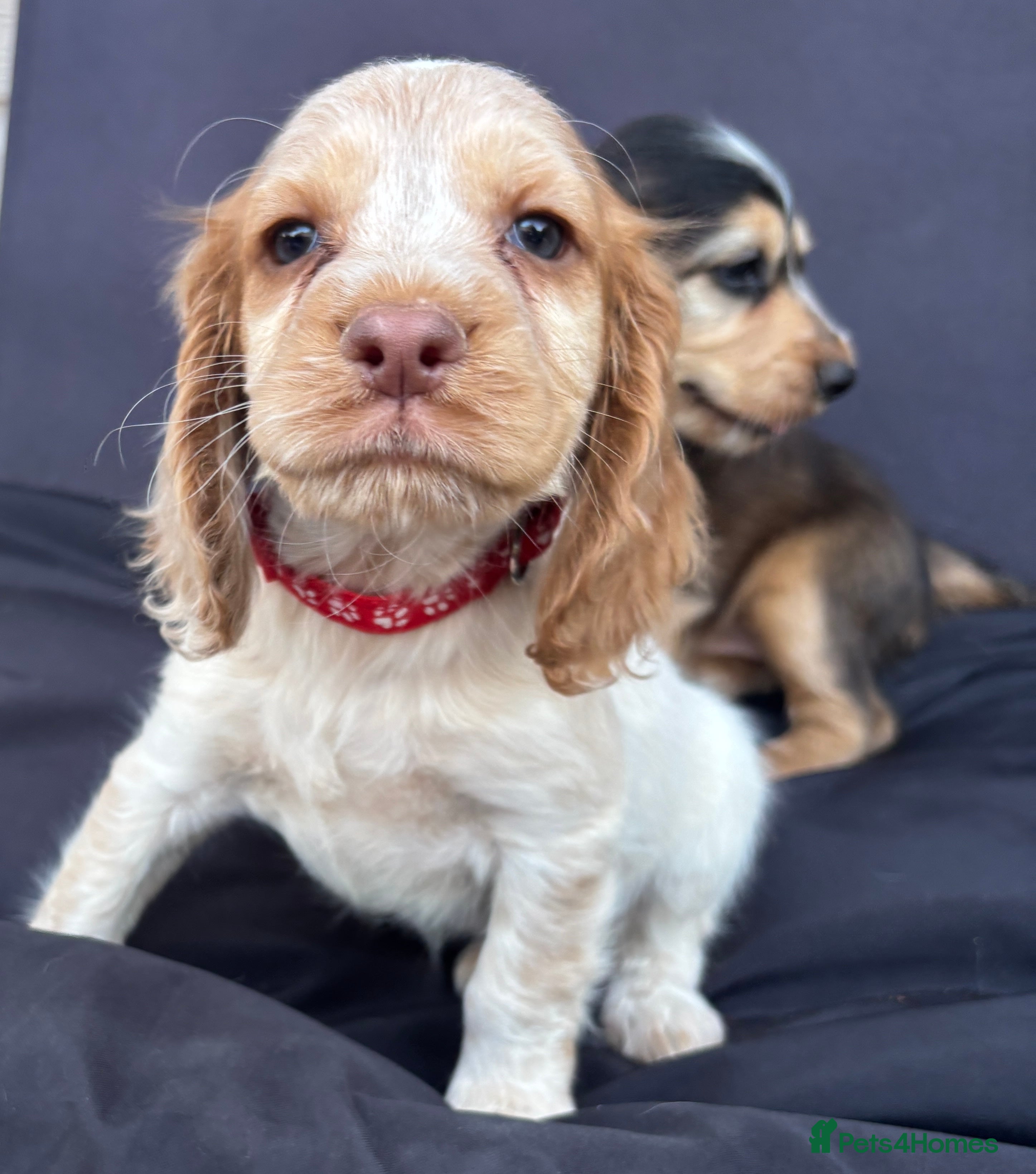 Cocker Spaniel dogs Stunning KC Registered Cocker Spaniel Puppies - Advert 2