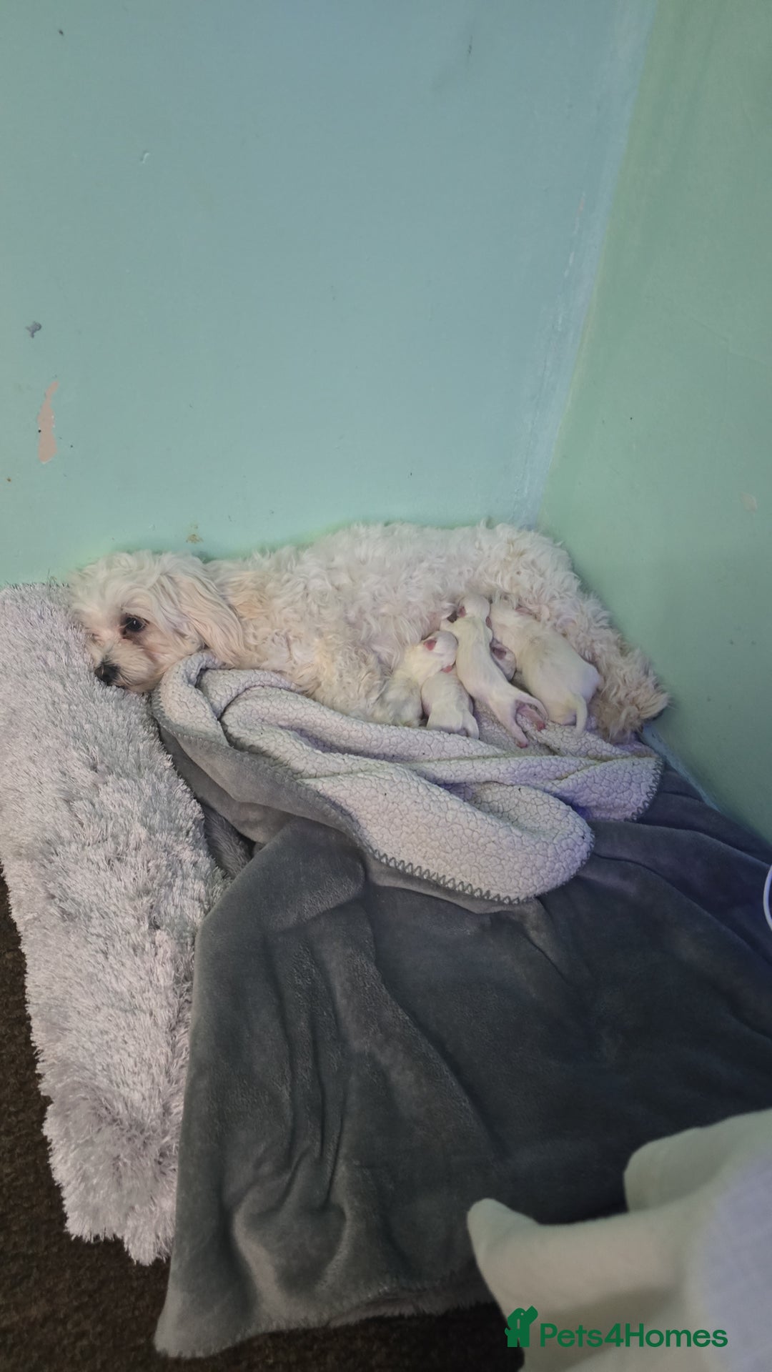 Bichon Frise dogs for sale: Bichon frise puppy for sale - Image 3