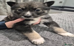 Huskita dogs for sale: FABULOUS HUSKITA PUPPIES Husky x Akita - Image 12