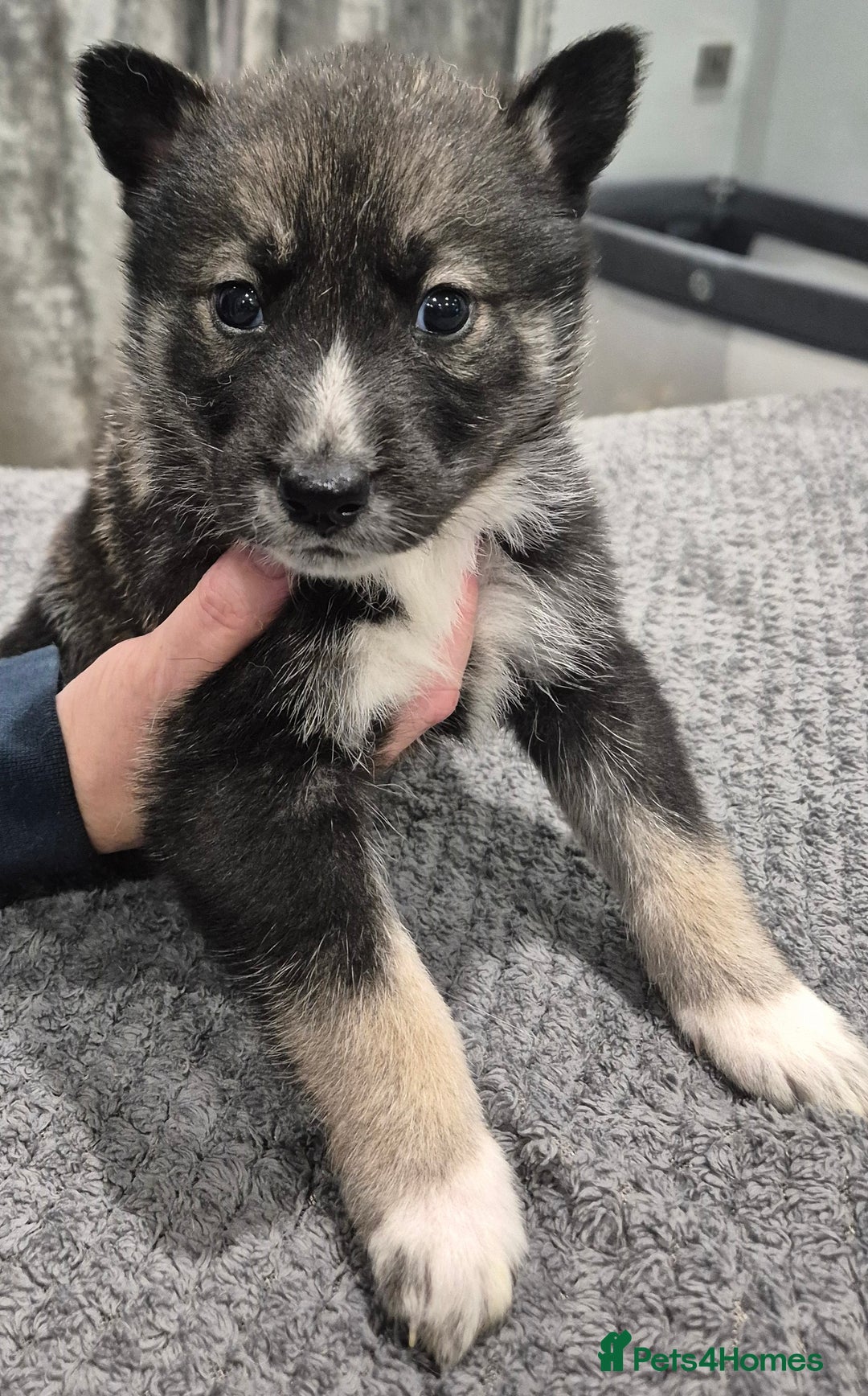 Huskita dogs for sale: FABULOUS HUSKITA PUPPIES Husky x Akita - Image 12