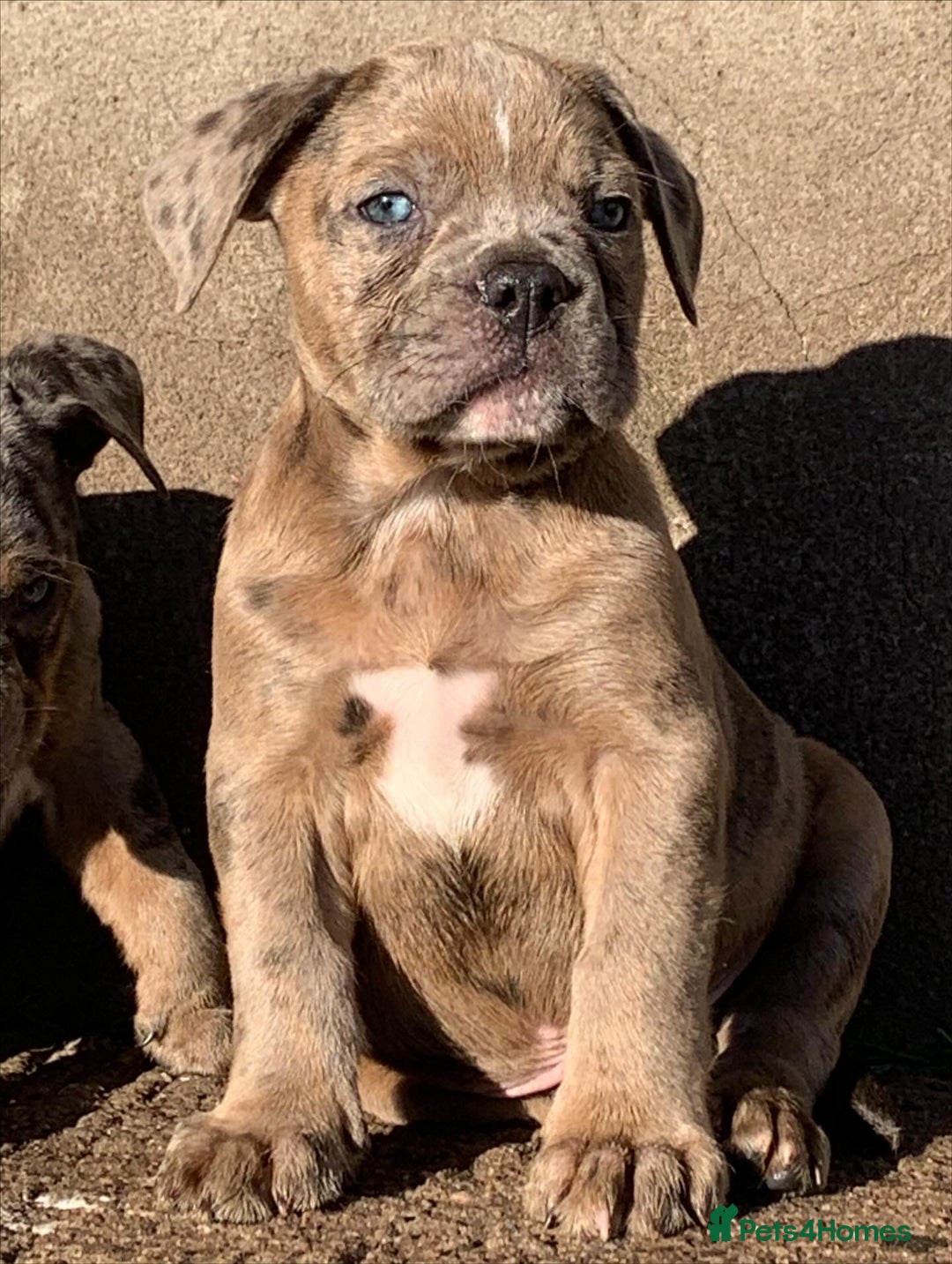 Olde English Bulldogge dogs for sale: Olde English bulldogges generational  - Advert 2