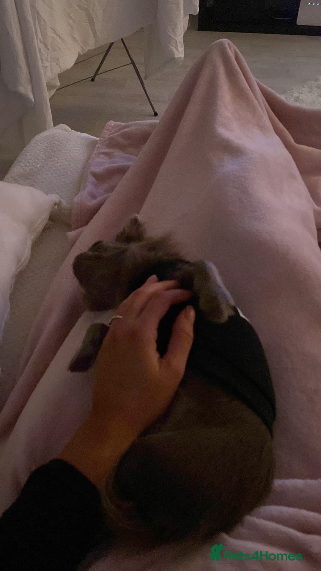 Chihuahua dogs for sale: Long haired lilac chihuahua girl - Image 16