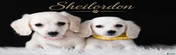 Miniature Dachshund dogs for sale: KC Registered Cream Miniature Longhairesd - Advert 6