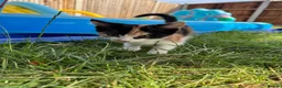 Norwegian Forest Cat cats for sale: 3 kittens - Advert 8