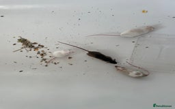 Mouse rodents for sale: Four female mice along with their cage etc. - Image 13