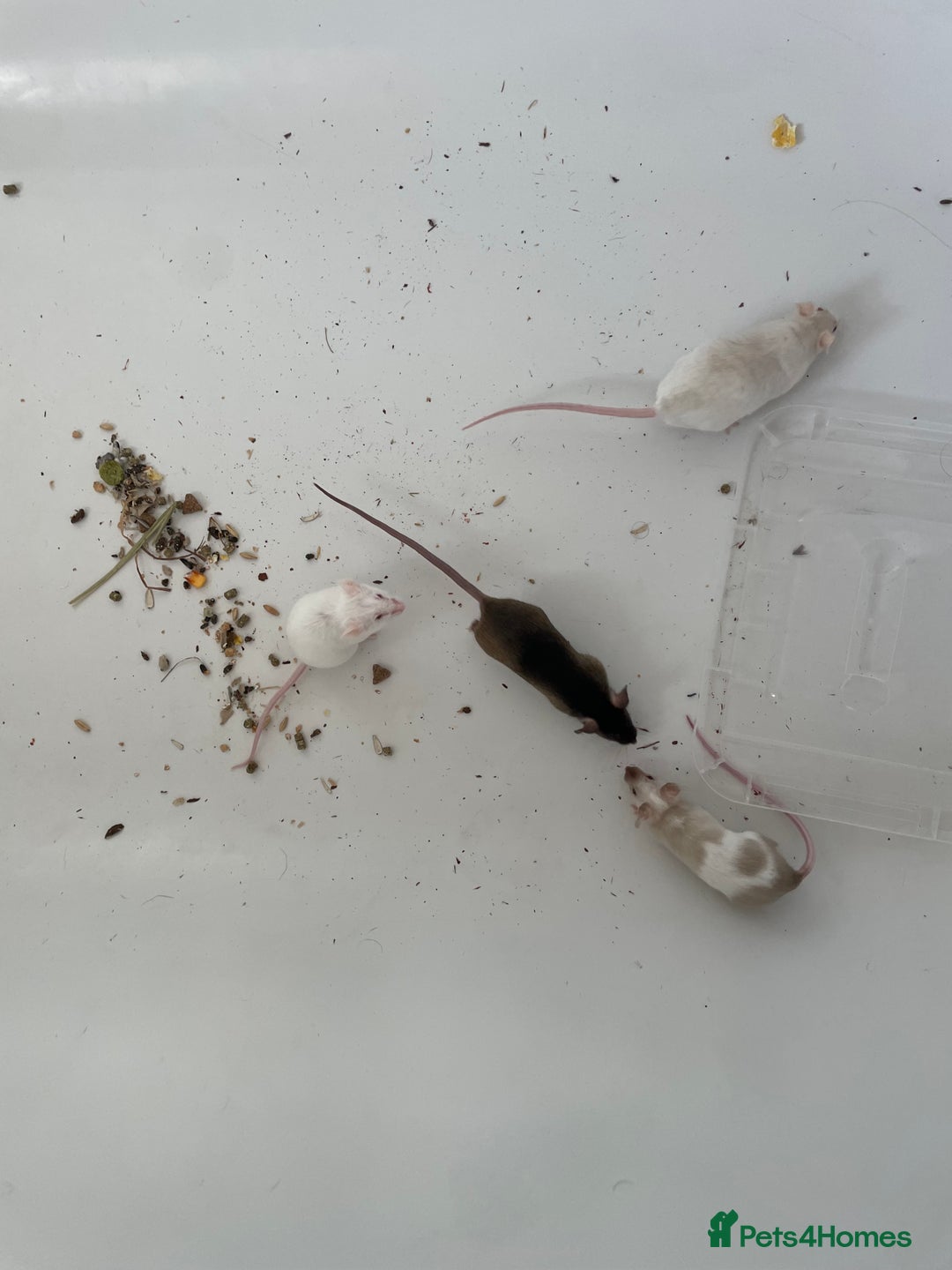 Mouse rodents for sale: Four female mice along with their cage etc. - Image 13