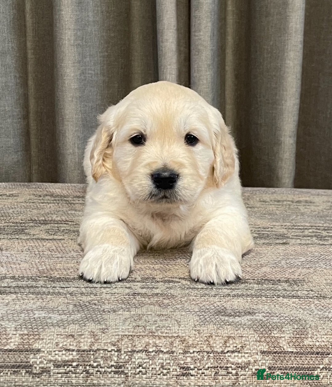 Golden Retriever dogs for sale: Stunning golden retriever puppies for sale  - Advert 25