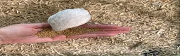 Quail poultry for sale: 5 Pairs of Adult Button Quail (pls read all info) - Advert 7