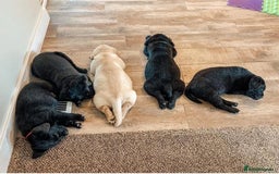 Labrador Retriever dogs for sale: Labrador puppy's - Image 6