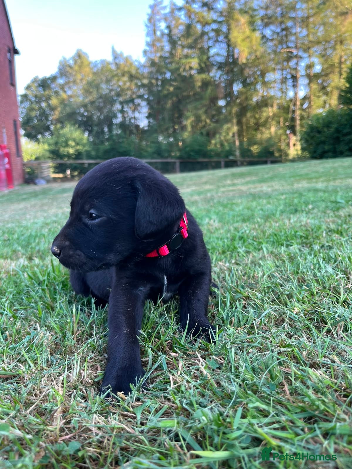 Labrador Retriever dogs ONLY 1 Left Adorable KC Labrador Puppies for Sale - Advert 1