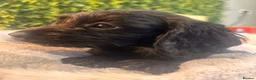 Sprocker dogs for sale: F1b (75% Cocker) Sprocker Puppies 5 * Breeder  - Advert 27