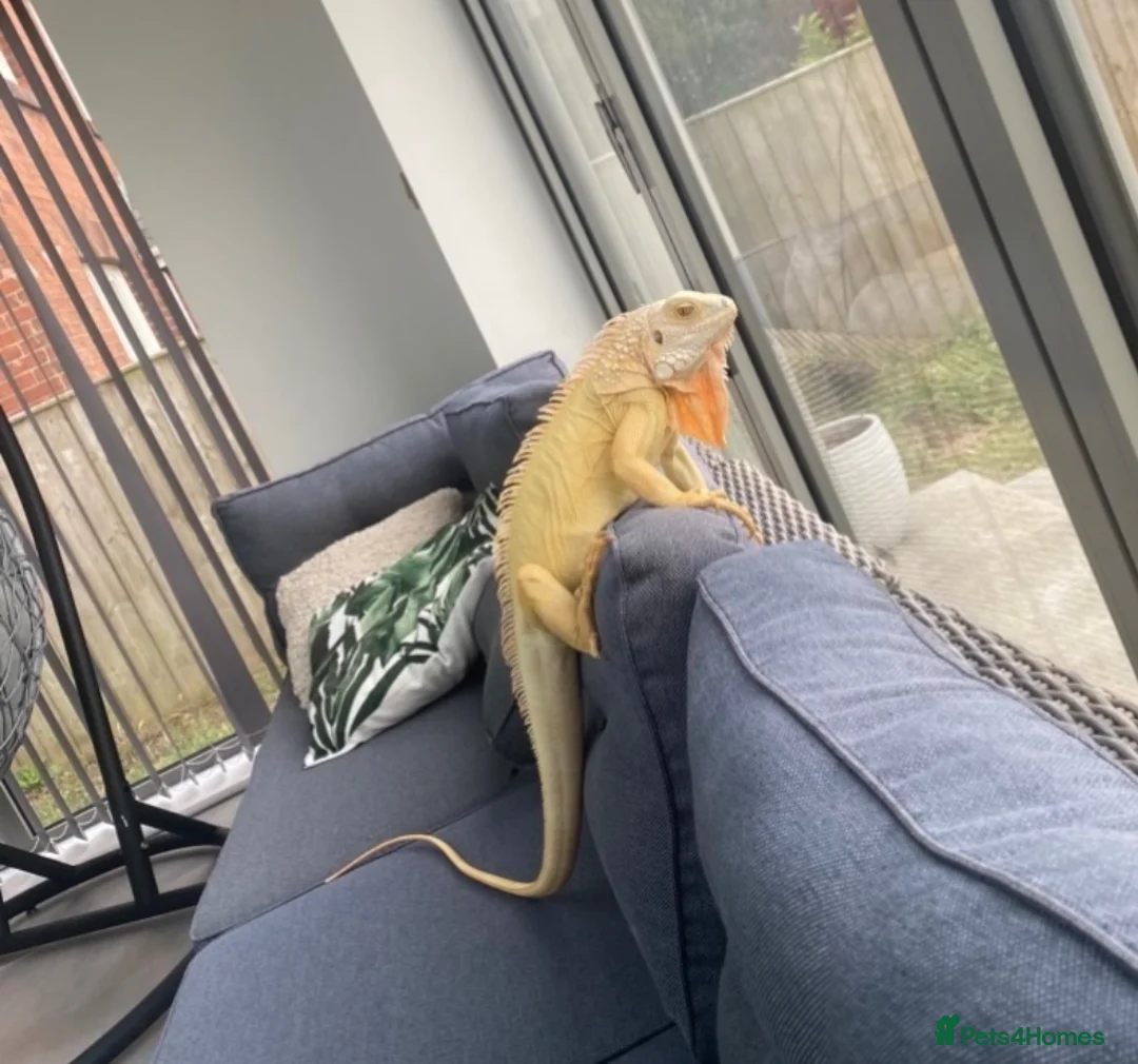 Iguana reptiles for sale: Albert Albino Iguana - Advert 2