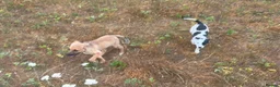 Mixed Breed dogs for sale: Beautiful Collie × German Shepherd  Puppies - Advert 2