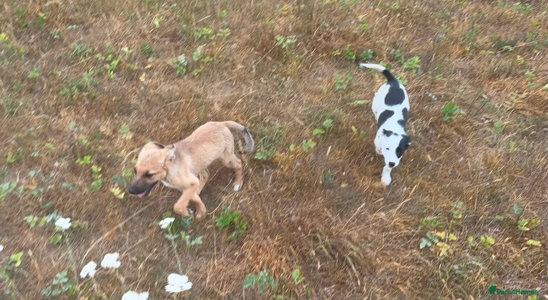 Mixed Breed dogs for sale: Beautiful Collie × German Shepherd  Puppies - Advert 2