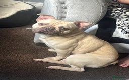 French Bulldog dogs for stud: Stud available  - Image 2