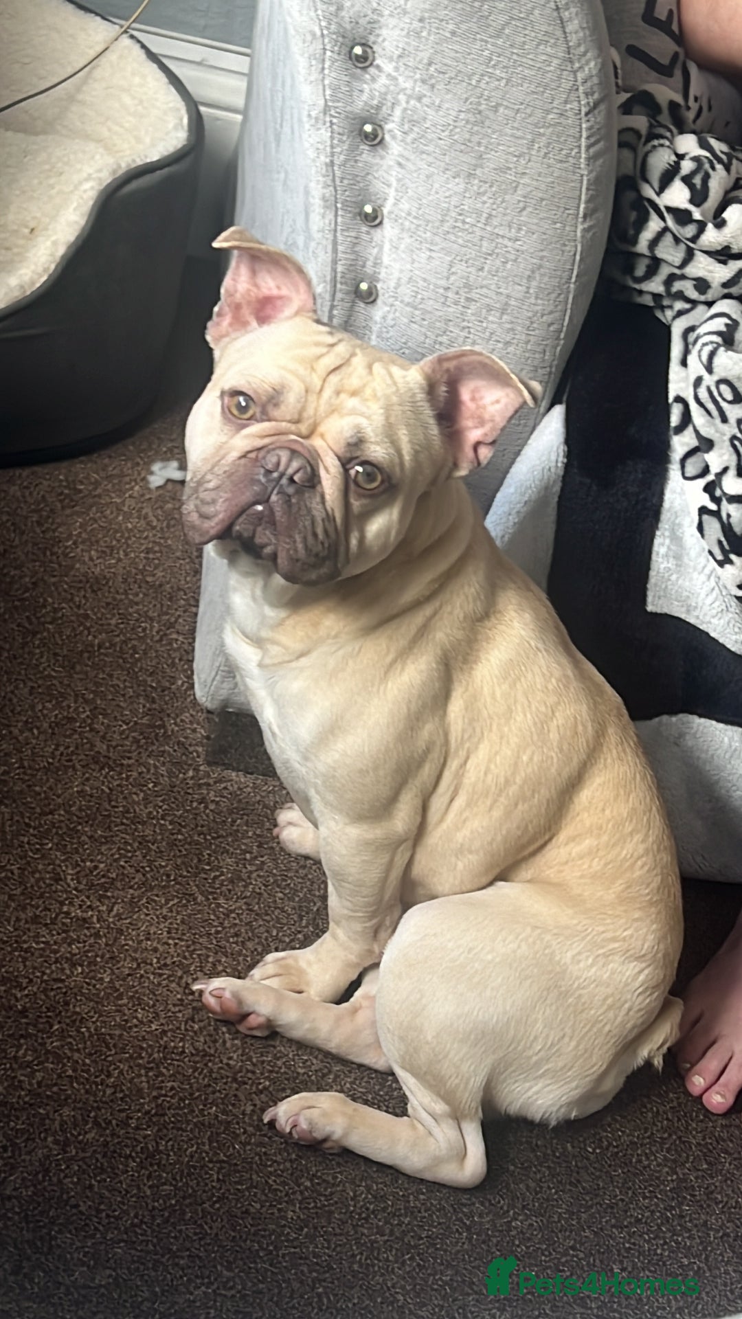 French Bulldog dogs for stud: Stud available  - Image 2