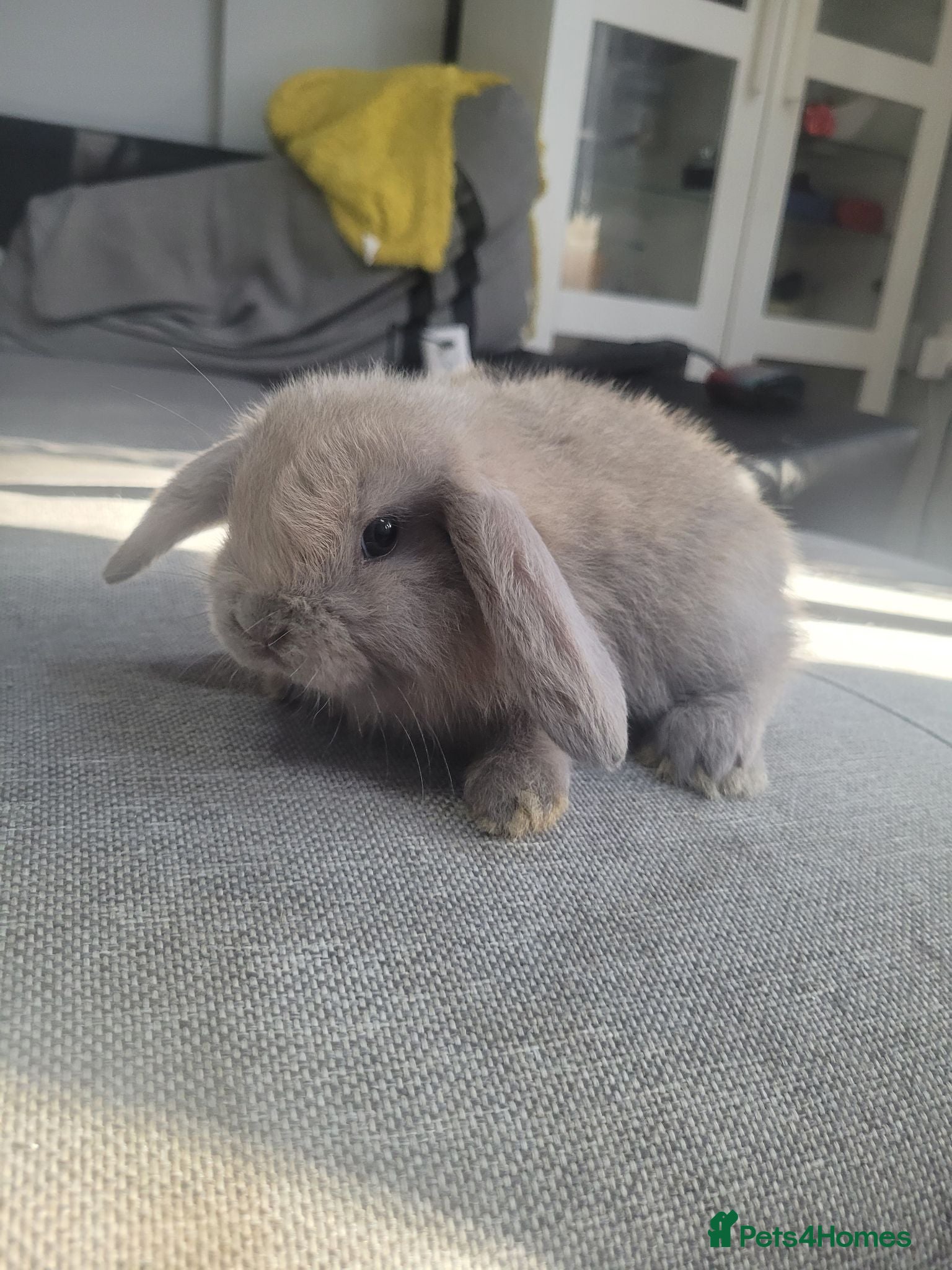 Mini Lop rabbits Mini lop bunny's 🐰 3 left - Advert 1