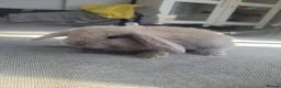 Mini Lop rabbits for sale: Mini lop bunny's 🐰 3 left - Advert 1