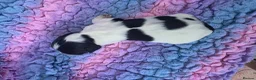 English Springer Spaniel dogs for sale: KC Homebred Health Tested Vet Social Pups 🩷 - Advert 25