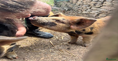 Pig livestock - Advert 8