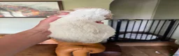 Cockapoo dogs for sale: F1 Roan Cockapoo-health tested,full refund guarant - Advert 18