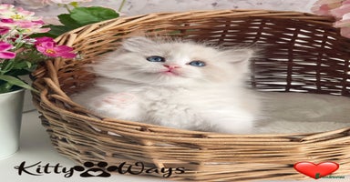 Ragdoll cats - Advert 18