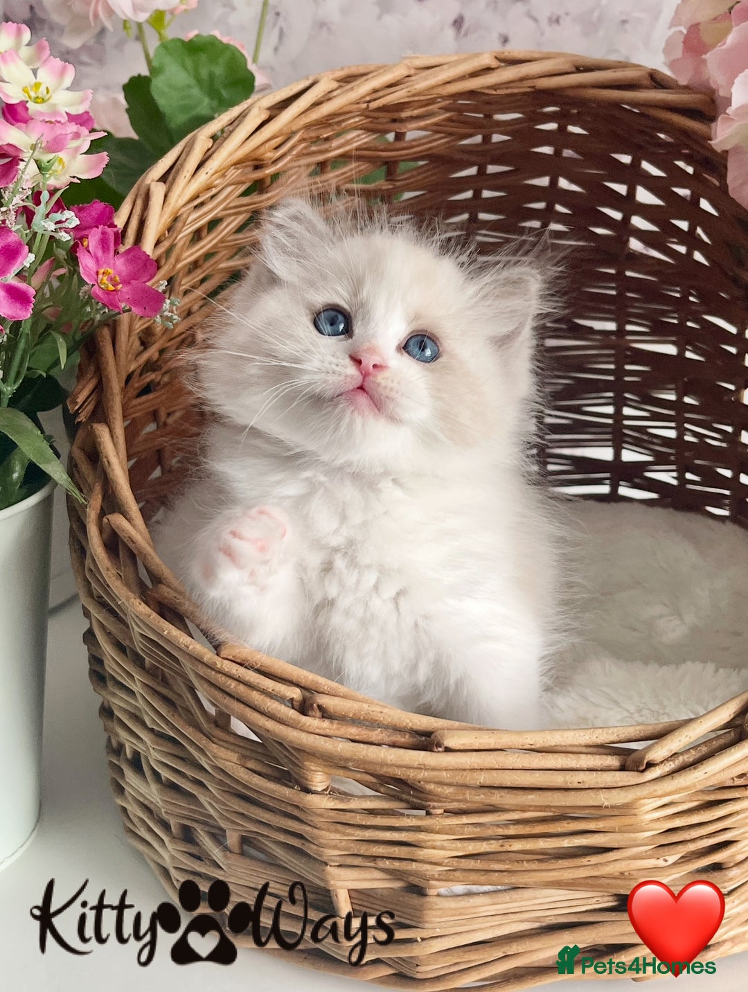 Ragdoll cats for sale: 🐾🩷*TICA REG* LYNX TABBY EU RAGDOLL KITTENS🩵🐾 - Image 3
