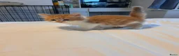Mixed Breed cats for sale: Ginger, tuxedo and calico kittens - Advert 26
